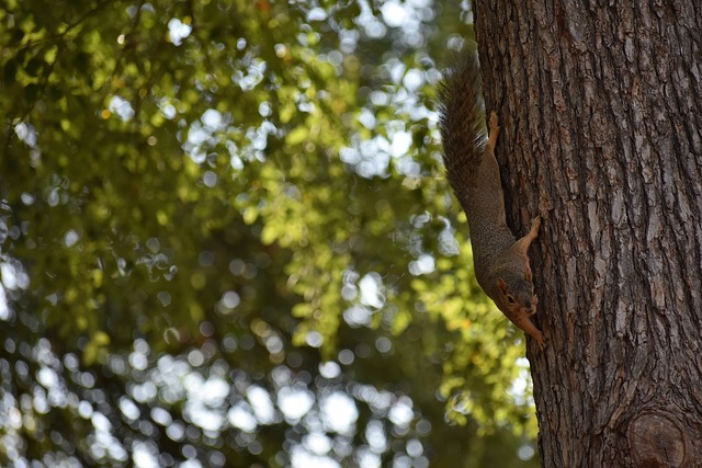 内拥有极高 内拥有极高